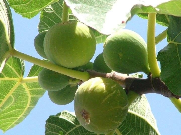 Cicirata Sea Beach - Sicilia Vacanza Avola Eksteriør bilde