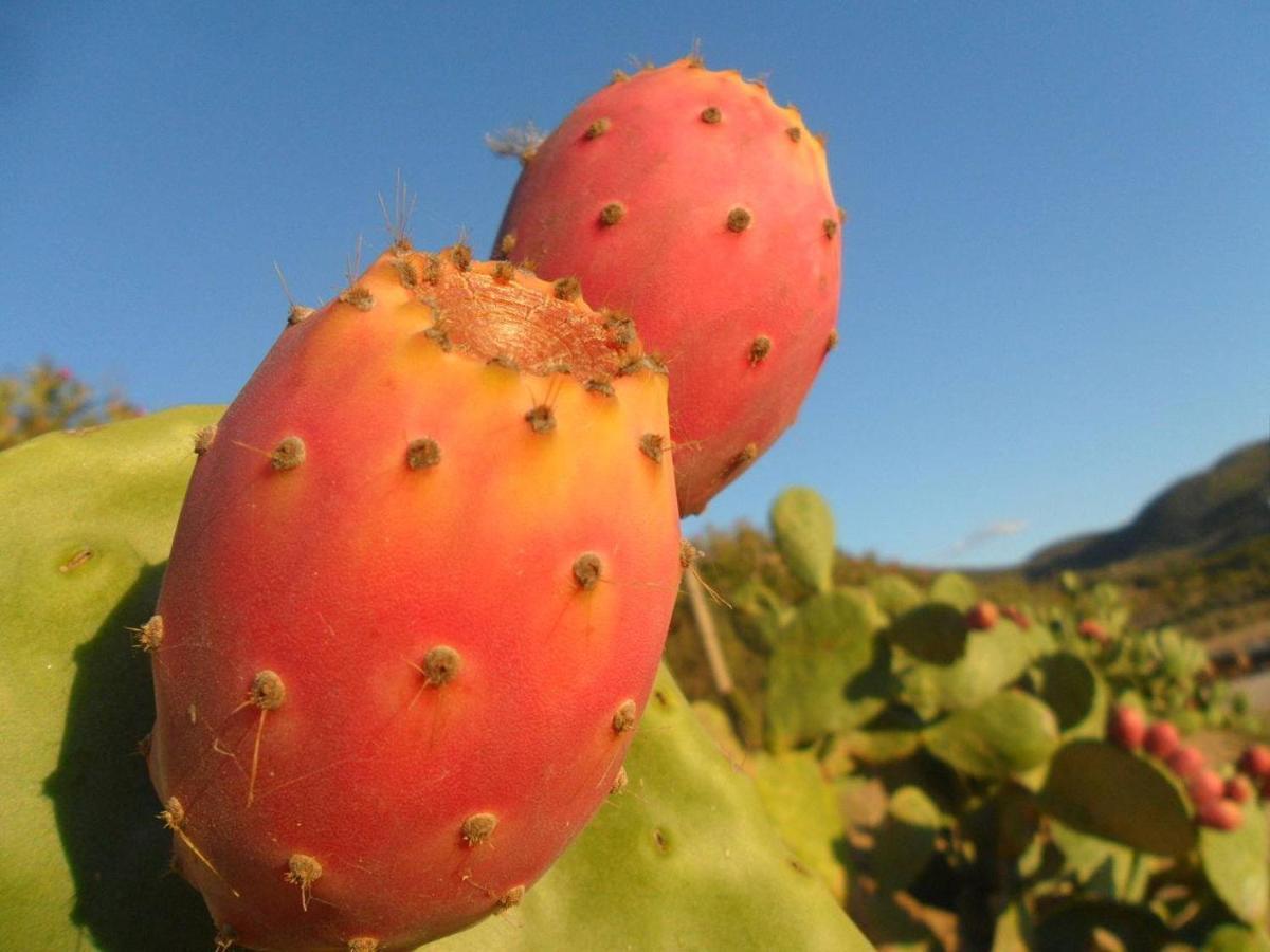 Cicirata Sea Beach - Sicilia Vacanza Avola Eksteriør bilde