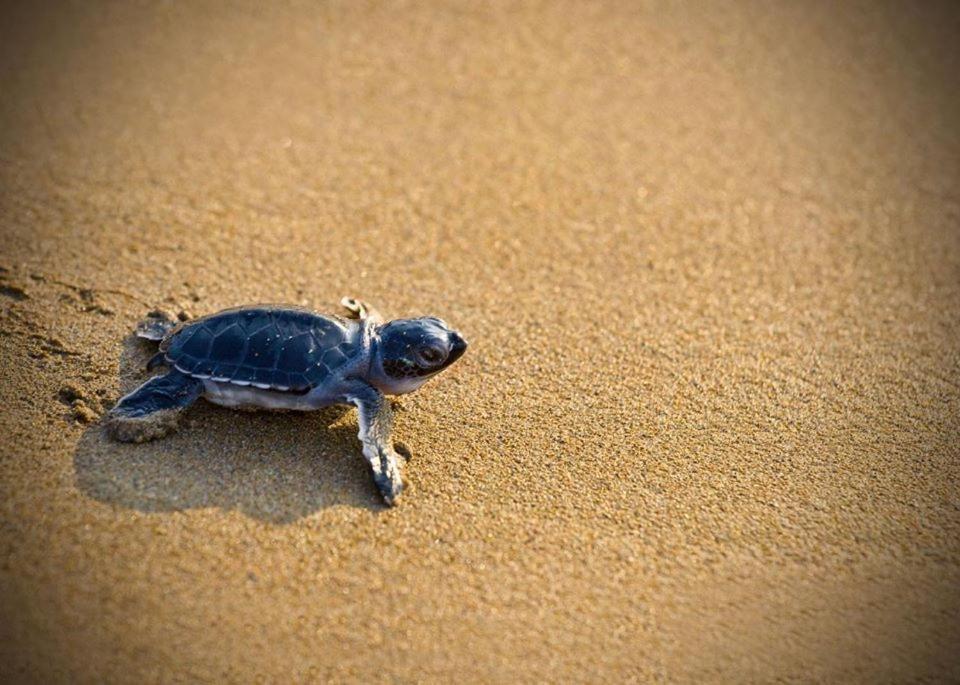 Cicirata Sea Beach - Sicilia Vacanza Avola Eksteriør bilde